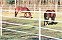 Fencing, Gate Openers, & Round Pens